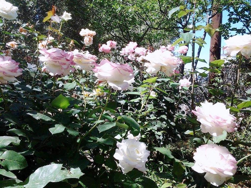 Glaros Home Kato Daratso Dış mekan fotoğraf